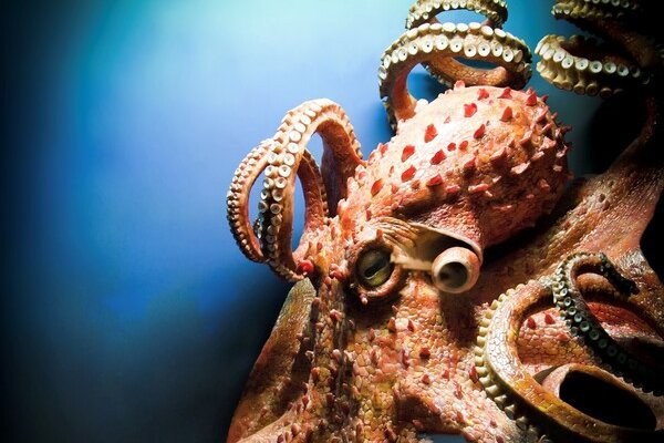 Kraken tor ссылка kraken014 com