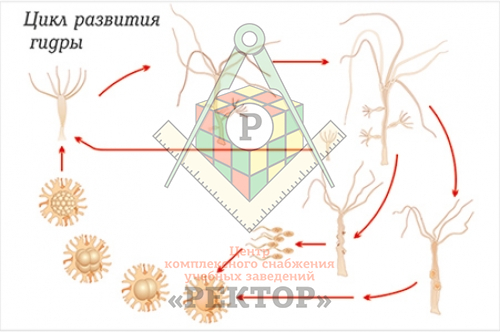 Кракен мп