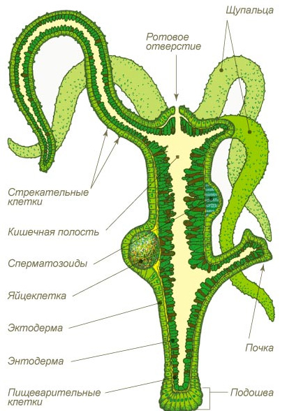 Kra34at